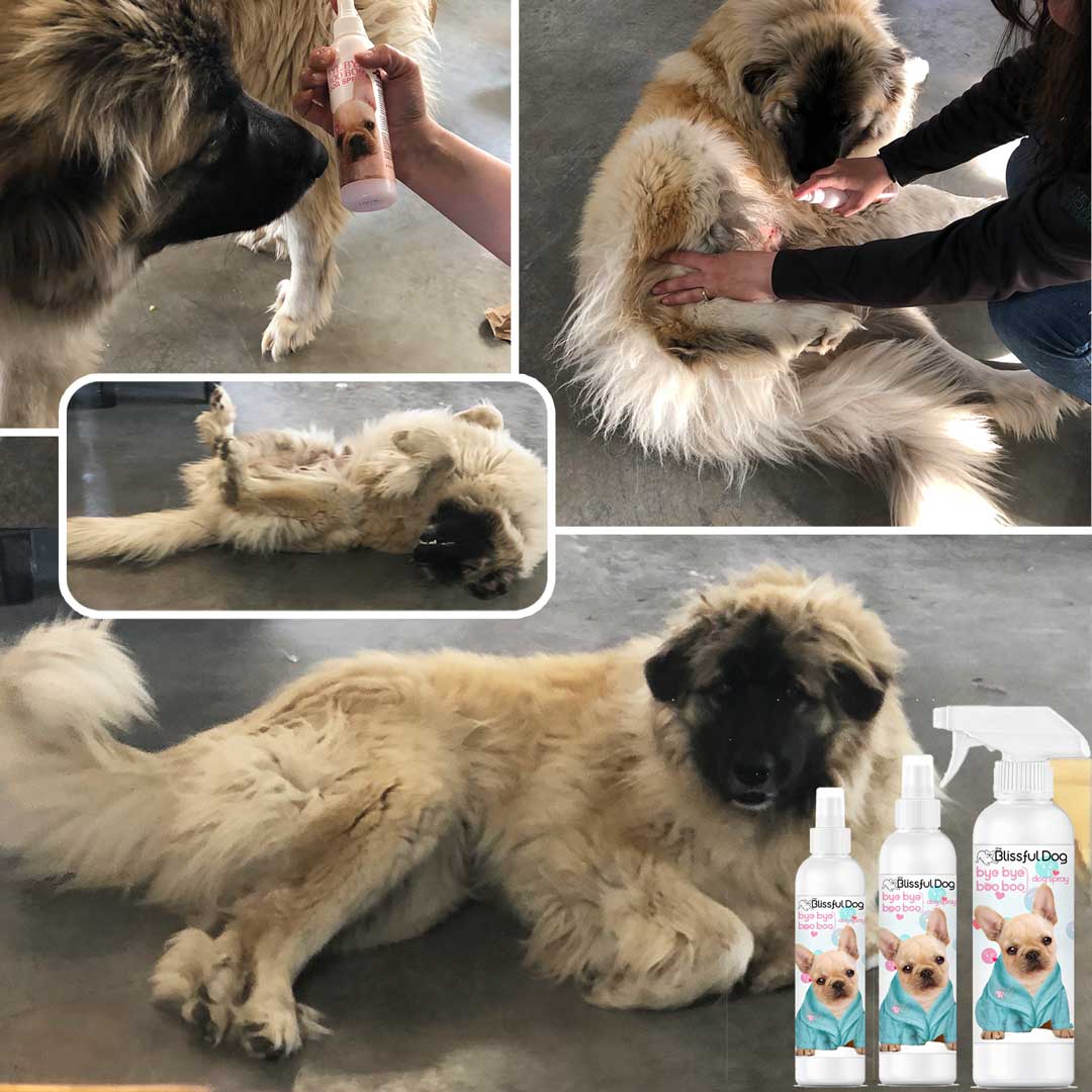 skin care for itchy dog